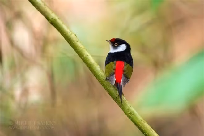 Khu vực rừng Đại Tây Dương ở Đông Nam Brazil có rất nhiều loài chim đặc hữu đầy màu sắc.