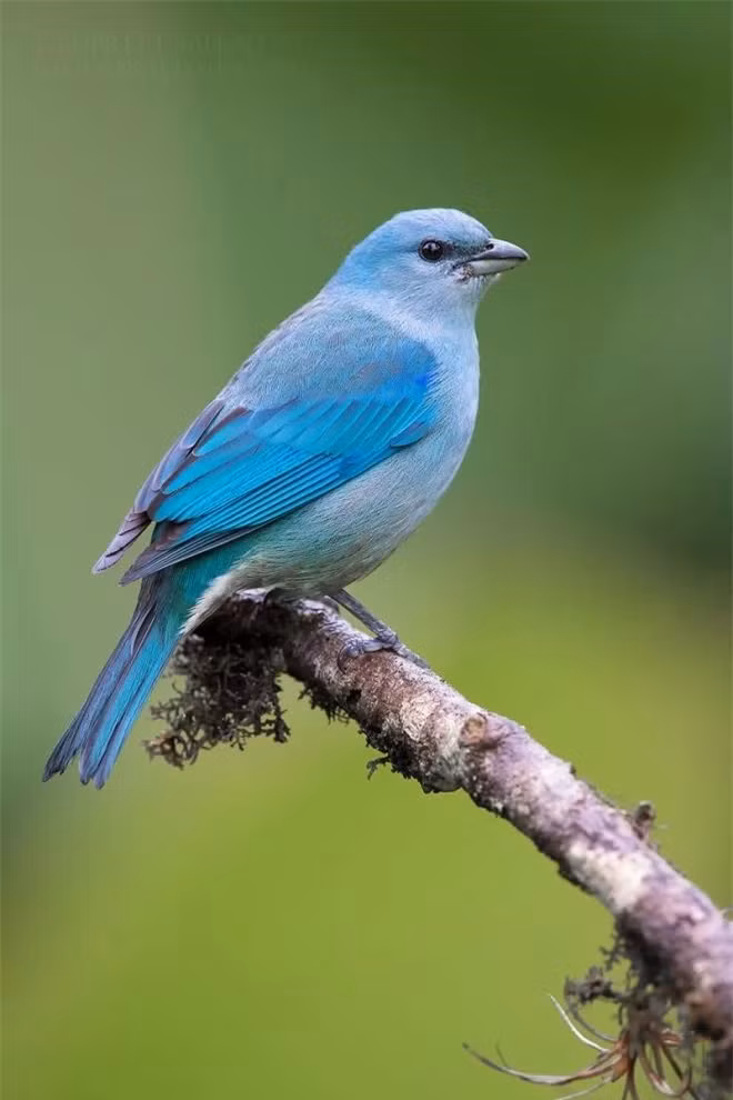 br/> Những bức ảnh được nhiếp ảnh gia chụp trong khu vực các khu rừng nhiệt đới Đại Tây Dương đến bờ biển của Rio De Janeiro.