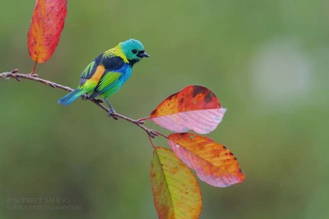 Nhiếp ảnh gia Supreet Sahoo là người yêu thích du lịch mạo hiểm. Anh thích khám phá thiên nhiên hoang dã trong những khu rừng ở Mỹ Latinh. Anh khiến người xem ngỡ ngàng bởi những bức ảnh tuyệt đẹp ghi lại khoảnh khắc diệu kỳ của các loài chim sặc sỡ nhất nơi đây. Trong ảnh là chim Tanager đầu xanh.