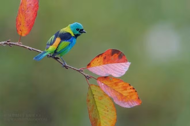 Nhiếp ảnh gia Supreet Sahoo là người yêu thích du lịch mạo hiểm. Anh thích khám phá thiên nhiên hoang dã trong những khu rừng ở Mỹ Latinh. Anh khiến người xem ngỡ ngàng bởi những bức ảnh tuyệt đẹp ghi lại khoảnh khắc diệu kỳ của các loài chim sặc sỡ nhất nơi đây. Trong ảnh là chim Tanager đầu xanh.