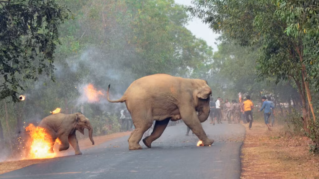 Nguyen nhan dan den moi xung dot giua con nguoi va voi chau A-Hinh-4