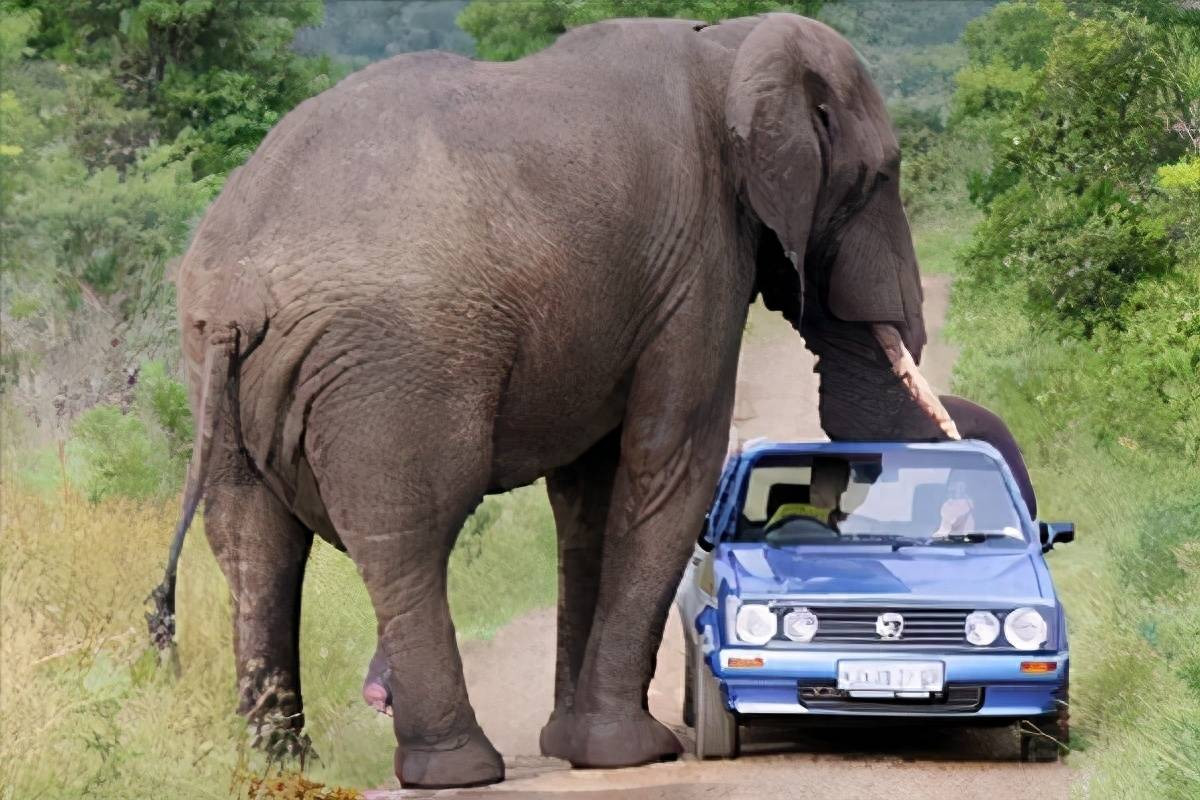 Nguyên nhân dẫn đến mối xung đột giữa con người và voi châu Á - Hình 2 Nguyen nhan dan den moi xung dot giua con nguoi va voi chau A-Hinh-2