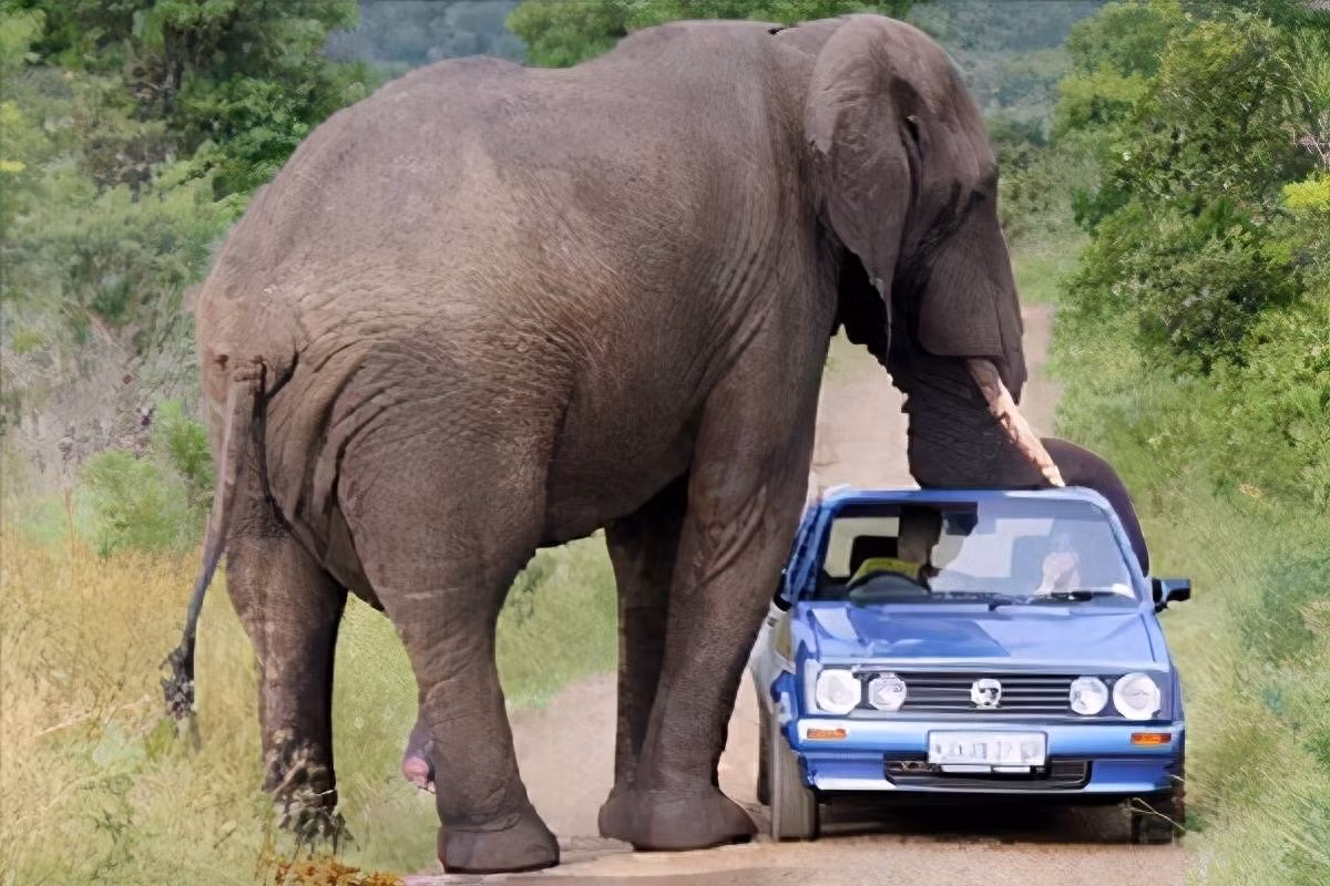 Nguyen nhan dan den moi xung dot giua con nguoi va voi chau A-Hinh-2