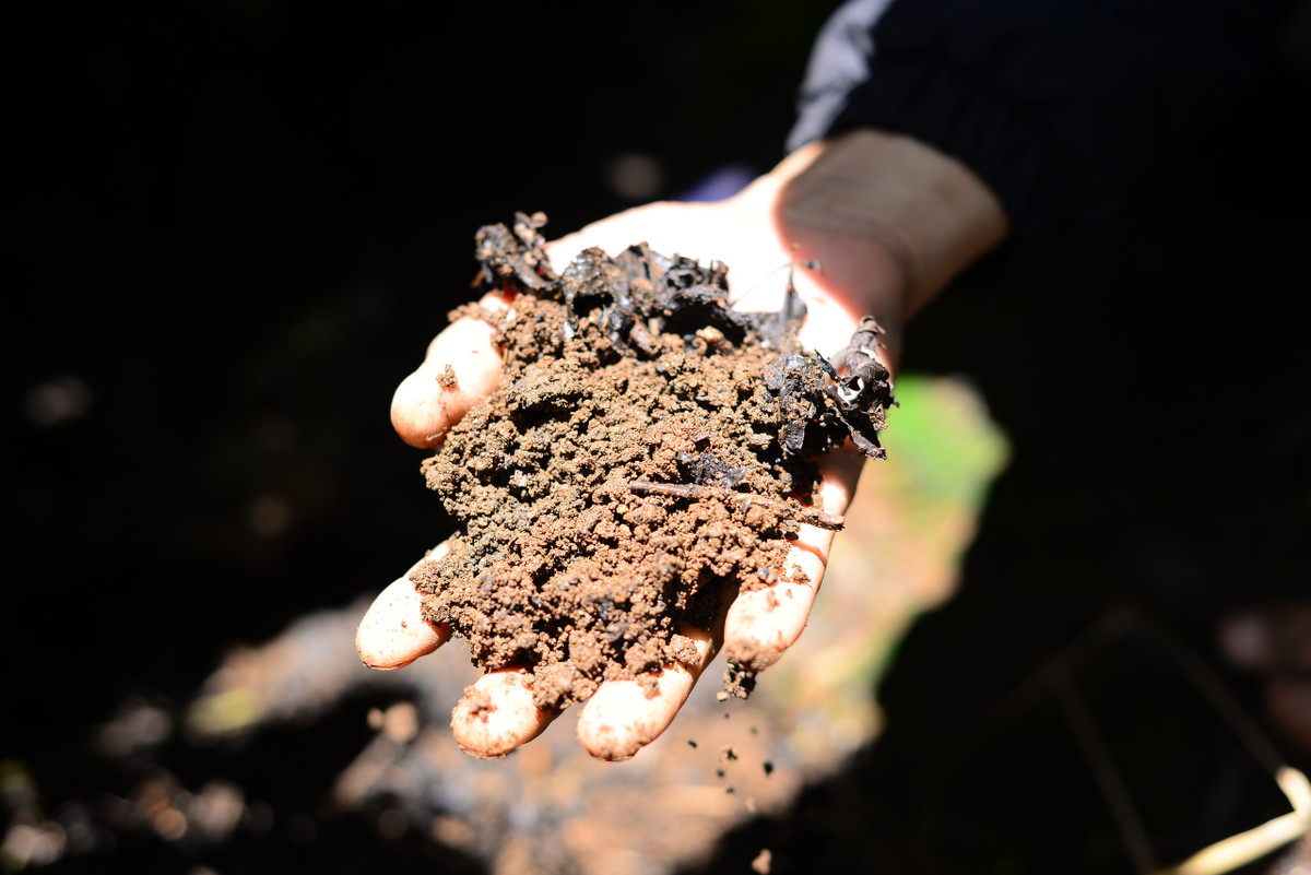 Trồng cà phê hữu cơ, nông dân Lâm Đồng bán hơn 100.000 đồng/kg? - Hình 8 Trong ca phe huu co, nong dan Lam Dong ban hon 100.000 dong/kg?-Hinh-8