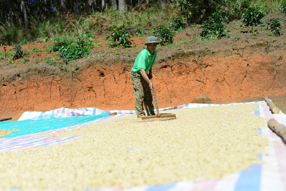Trồng cà phê hữu cơ, nông dân Lâm Đồng bán hơn 100.000 đồng/kg? - Hình 4 Trong ca phe huu co, nong dan Lam Dong ban hon 100.000 dong/kg?-Hinh-4