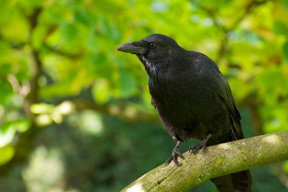 Nghien cuu cho thay qua co the biet dem tieng keu cua minh