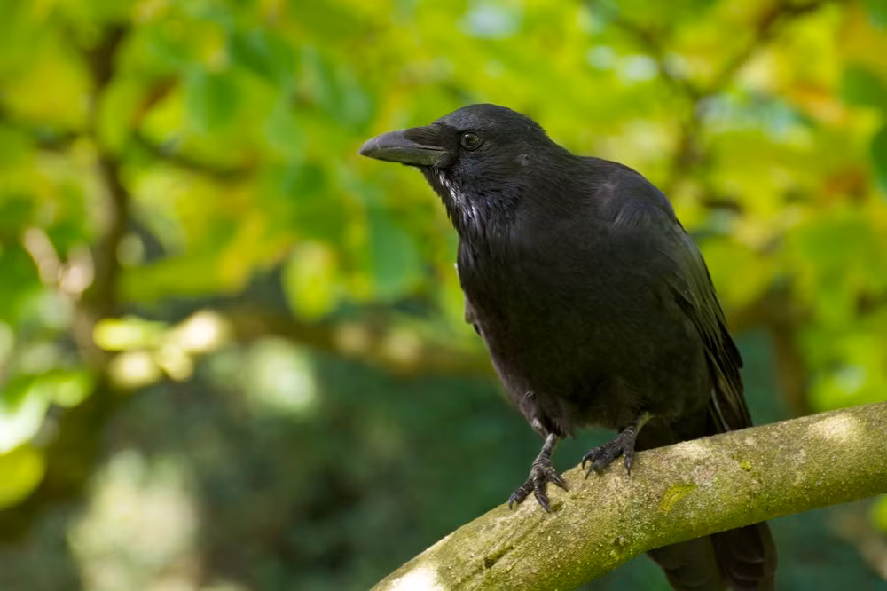 Nghien cuu cho thay qua co the biet dem tieng keu cua minh