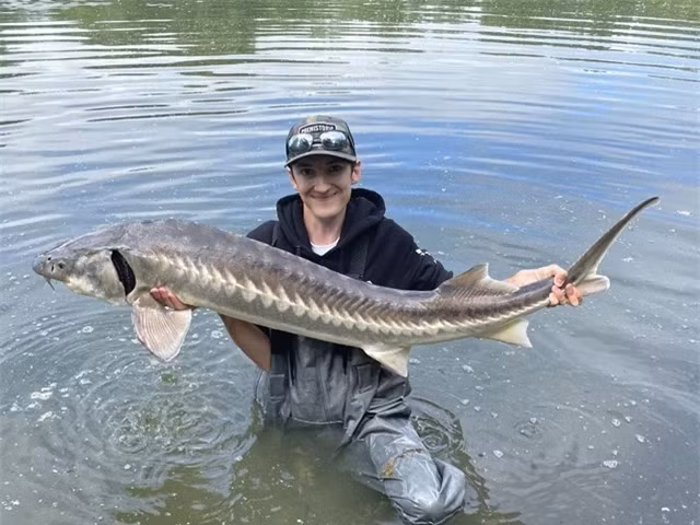 Ở Việt Nam hiện nay chỉ có 2 nơi đáp ứng được điều kiện để nuôi cá tầm là Sapa và Lâm Đông. Hai địa phương này được thiên nhiên ưu đãi, có thời tiết, khí hậu rất thích hợp để cá tầm phát triển, sinh trưởng.