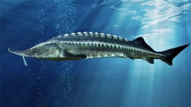 Thức ăn của cá tầm là các loài động vật nhỏ dưới đáy biển. Sở dĩ loài cá này không thể bắt các con mồi lớn hơn là bởi chúng không có răng. Cá tầm đặc biệt ở chỗ rất hiền lành, gần như không gây nguy hiểm trừ khi bị khiêu khích.