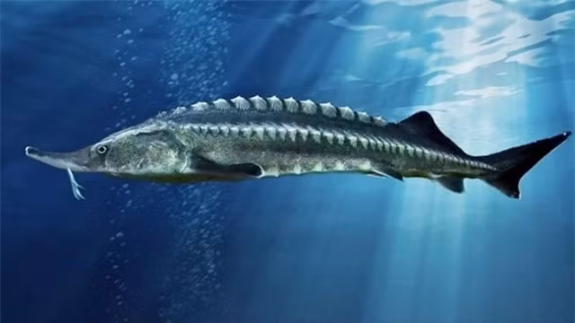 Thức ăn của cá tầm là các loài động vật nhỏ dưới đáy biển. Sở dĩ loài cá này không thể bắt các con mồi lớn hơn là bởi chúng không có răng. Cá tầm đặc biệt ở chỗ rất hiền lành, gần như không gây nguy hiểm trừ khi bị khiêu khích.