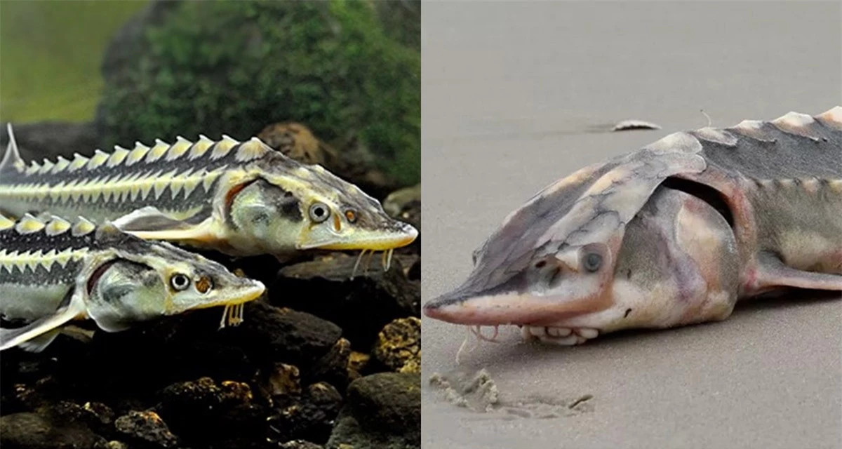 Khoảng 200 triệu năm trước, khi khủng long vẫn còn thống trị Trái đất, có rất nhiều loài sinh vật cũng tồn tại cùng chúng. Đến hiện tại, khi khủng long đã tuyệt chủng, một số loài lại vẫn còn sót lại, thậm chí phát triển mạnh. Cá tầm là ví dụ điển hình nhất.