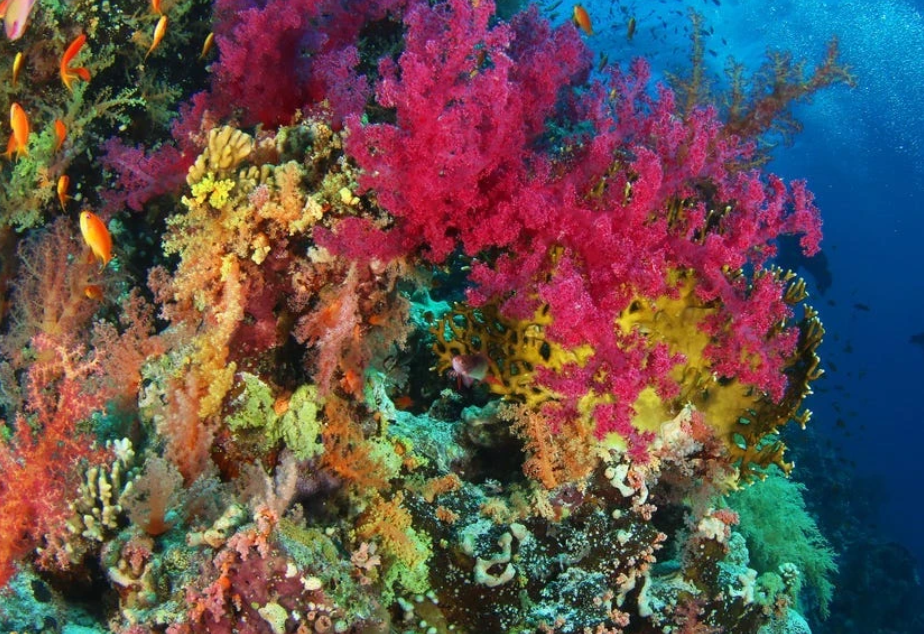 Rạn san hô Great Barrier ngoài khơi Úc tràn ngập sinh vật biển với màu sắc sống động. Rạn san hô rộng 133.000 dặm vuông là nơi sinh sống của hơn 1.500 loại cá, 400 loại san hô và 4.000 loài động vật thân mềm. Trong khi nhiệt độ ngày càng tăng đã dẫn đến tình trạng tẩy trắng san hô hàng loạt - khiến màu sắc tươi sáng của rạn san hô chuyển sang trắng - một số khu vực vẫn không bị ảnh hưởng. Hệ sinh thái này là Di sản thế giới của UNESCO