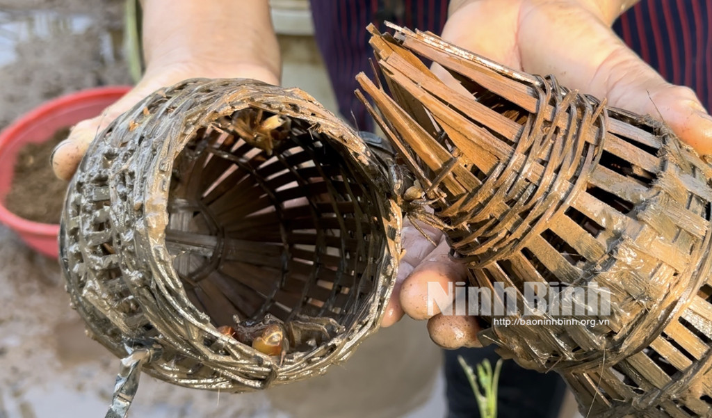 Nong dan Ninh Binh duong dat, cai tao moi truong de thu 