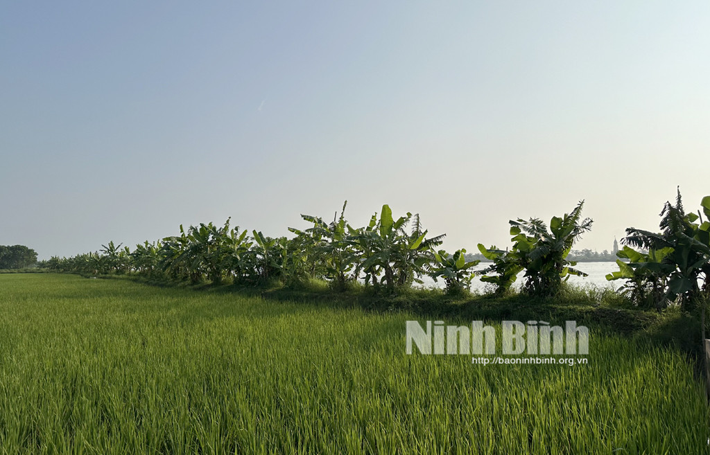 Nong dan Ninh Binh duong dat, cai tao moi truong de thu 