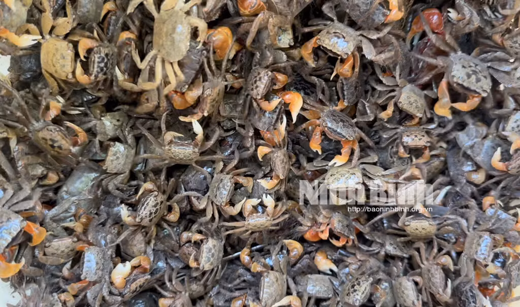 Nong dan Ninh Binh duong dat, cai tao moi truong de thu 