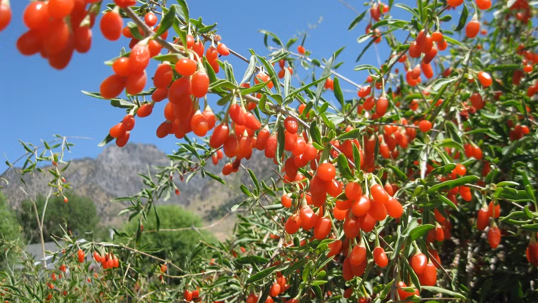 Loai rau dai it nguoi an la vi thuoc quy tot cho gan