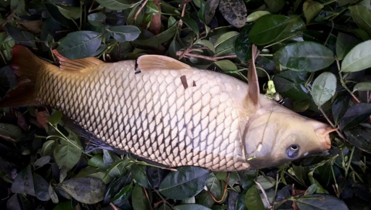 7 loi ich cua viec an ca khong phai ai cung biet