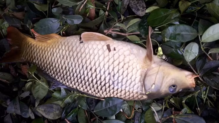 7 loi ich cua viec an ca khong phai ai cung biet