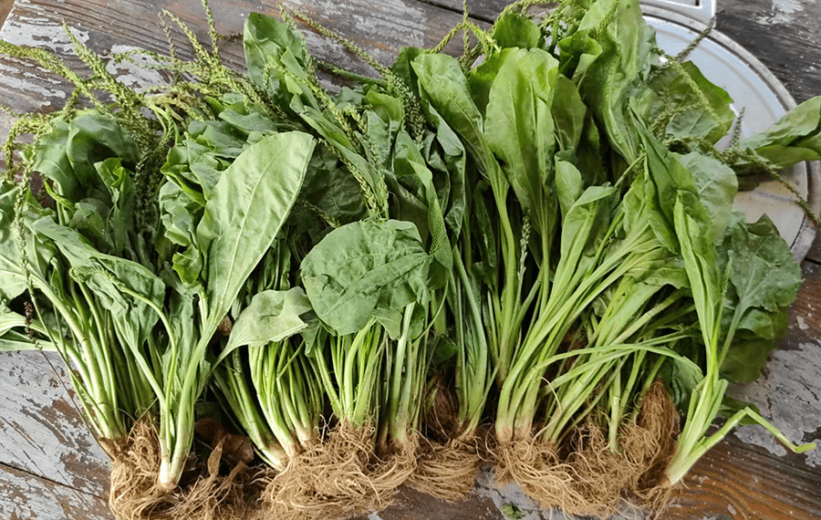 Loai rau dai moc khap noi hoa ra la thuoc quy, loi tieu, loi mat-Hinh-2