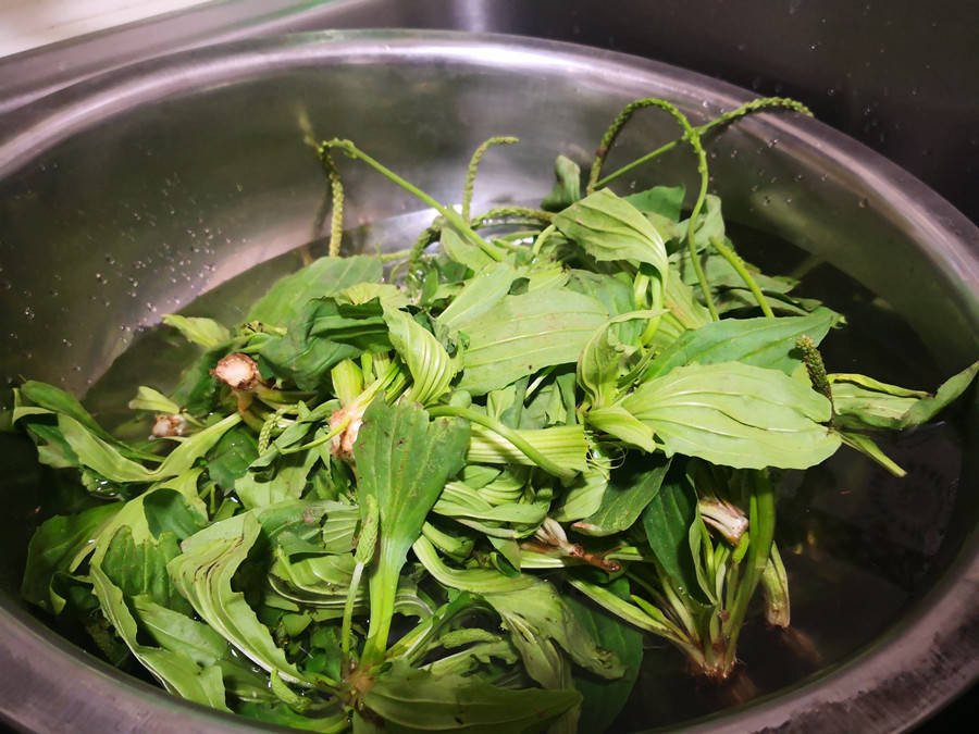 Loai rau dai moc khap noi hoa ra la thuoc quy, loi tieu, loi mat-Hinh-10