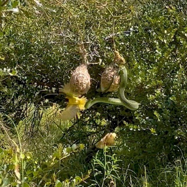 Dan chim chien dau trong tuyet vong bao ve con khoi ran doc-Hinh-3