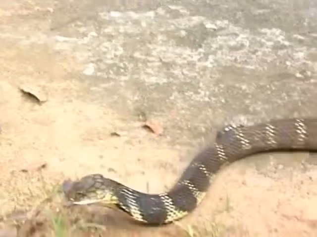 Video: Người đàn ông dùng tay không bắt rắn hổ mang chúa khổng lồ Video: Nguoi dan ong dung tay khong bat ran ho mang chua khong lo