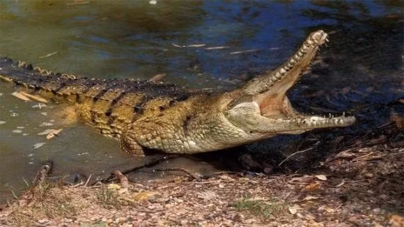 Loai chim dung cam nhat the gioi, tim thuc an trong mieng ca sau-Hinh-6