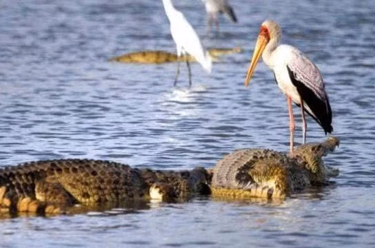 Loai chim dung cam nhat the gioi, tim thuc an trong mieng ca sau-Hinh-4