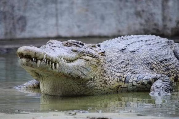 Loai chim dung cam nhat the gioi, tim thuc an trong mieng ca sau-Hinh-7