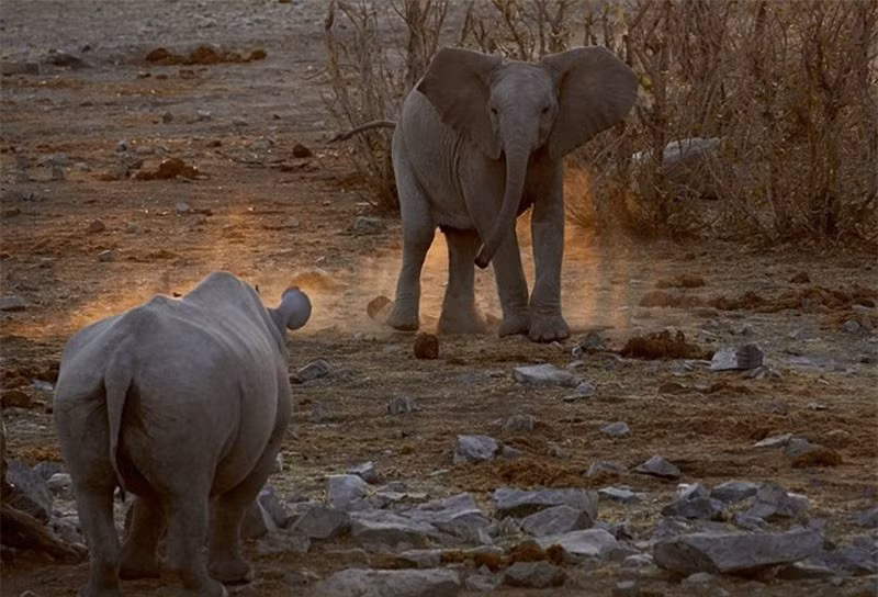 Voi rừng và tê giác không ai chịu thua ai.