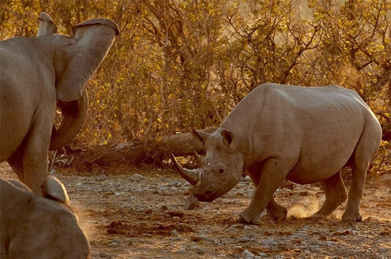 hưng ắt hẳn sau đó voi rừng sẽ phải suy nghĩ về tính khí ngạo mạn, ích kỷ của mình.