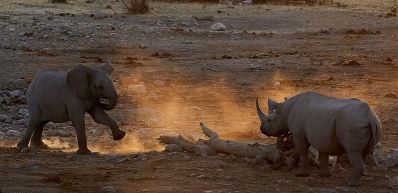 Hai con vật bắt đầu cuộc chiến khiến bụi đất bay mù mịt.