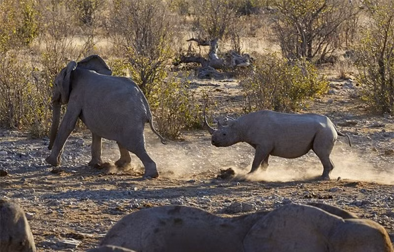 Quá tức giận với hành động ích kỷ của voi rừng, tê giác quyết chiến với voi rừng để đòi lại công lý.