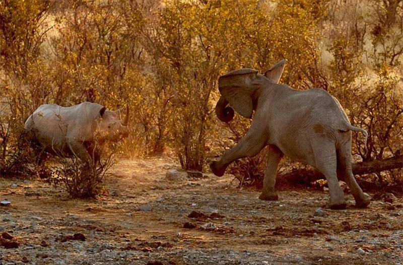 Ngay cả sư tử hay hổ đều bị voi rừng xua đuổi mỗi khi tới hồ nước.