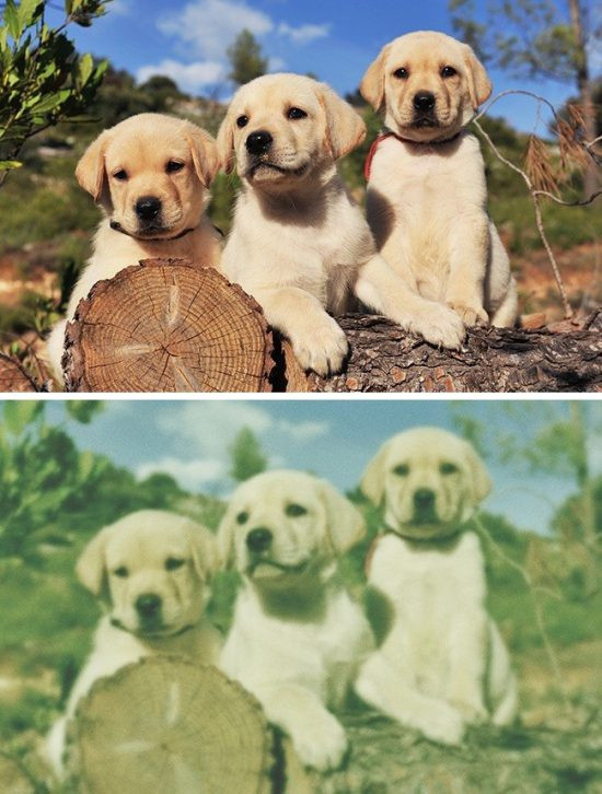 The gioi trong nhu the nao qua mat cac loai dong vat