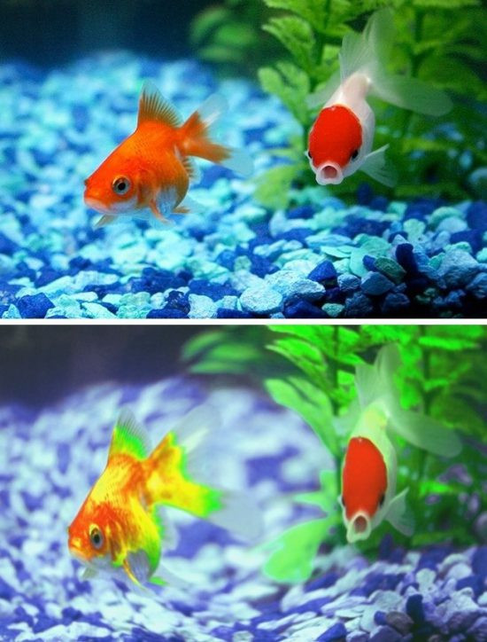 The gioi trong nhu the nao qua mat cac loai dong vat-Hinh-2