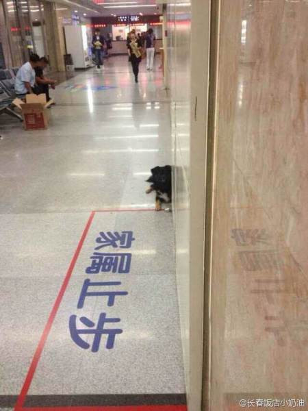 Chú chó ngồi khoanh chân trước cửa phòng cấp cứu, đôi khi nằm áp cằm xuống đất tỏ vẻ buồn rầu. Mỗi khi có một nhân viên y tế nào ra ngoài chú chó lại tỏ ra mừng rỡ hoặc lại định lẻn vào trong phòng. Hình ảnh của chú chó trung thành gây xúc động người xem. Nhiều người cho rằng chú chó đã hành động theo bản năng, luôn theo sát và muốn được gần gũi với chủ nhân của mình.