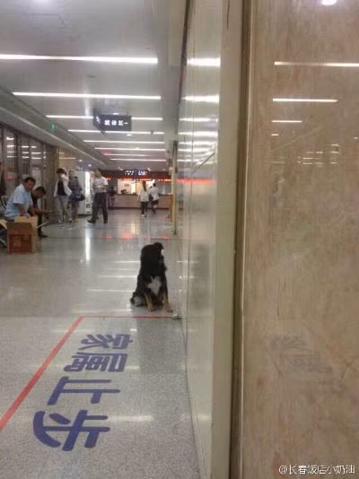 Hình ảnh một chú chó trung thành ngồi đợi chủ nhân bên ngoài phòng cấp cứu tại một bệnh viện tại Trường Xuân, Cát Lâm, Trung Quốc đang khiến trái tim nhiều người xem "tan chảy”.