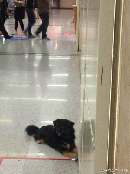 Theo NetEase, chủ nhân của chú chó được đưa đến bệnh viện để phẫu thuật khẩn cấp vì đột ngột ngã bệnh nặng.