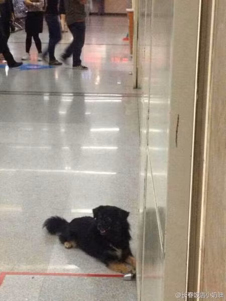 Theo NetEase, chủ nhân của chú chó được đưa đến bệnh viện để phẫu thuật khẩn cấp vì đột ngột ngã bệnh nặng.