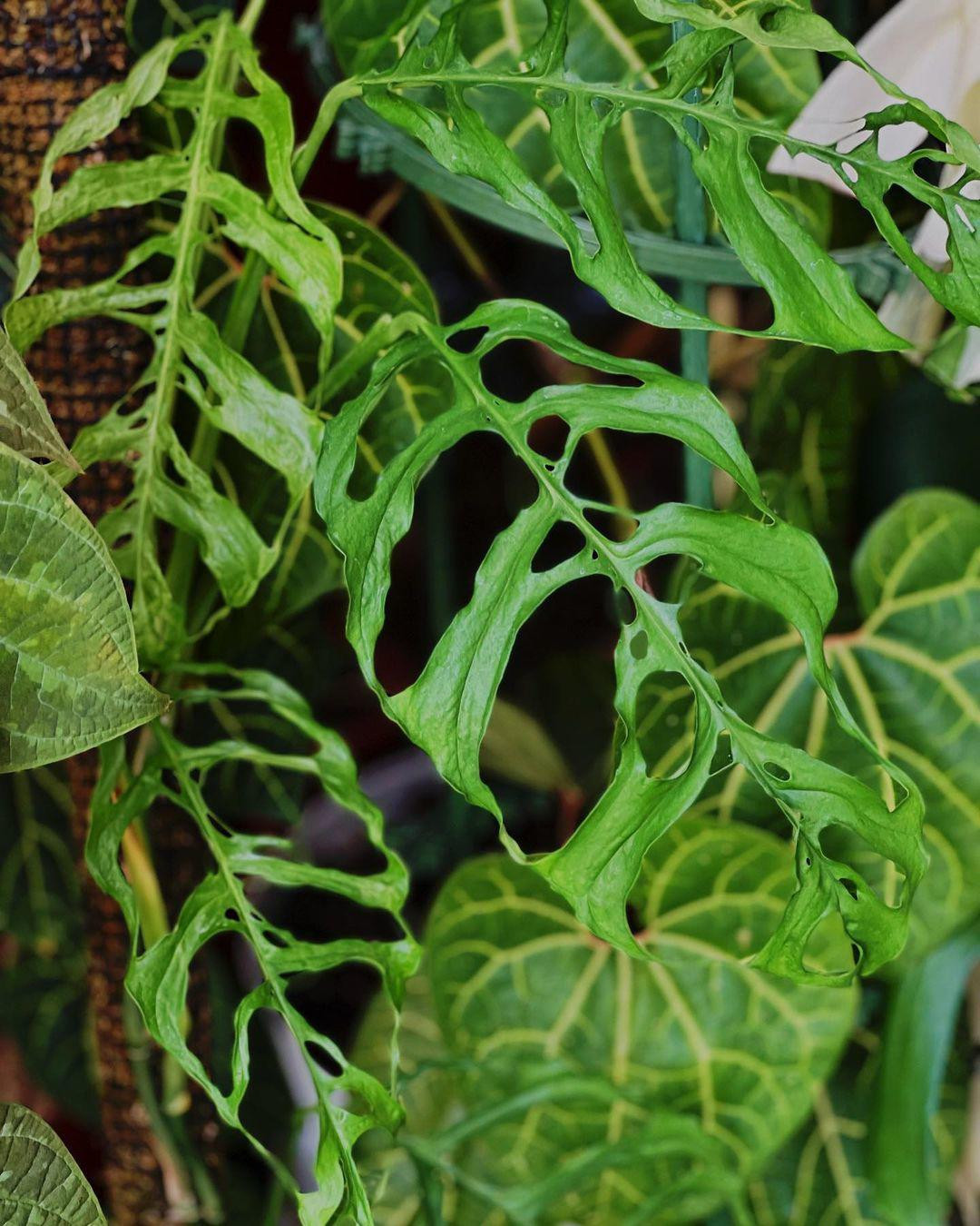 Nhung loai cay trong trong nha tuy be nhung co gia ca ty dong-Hinh-5