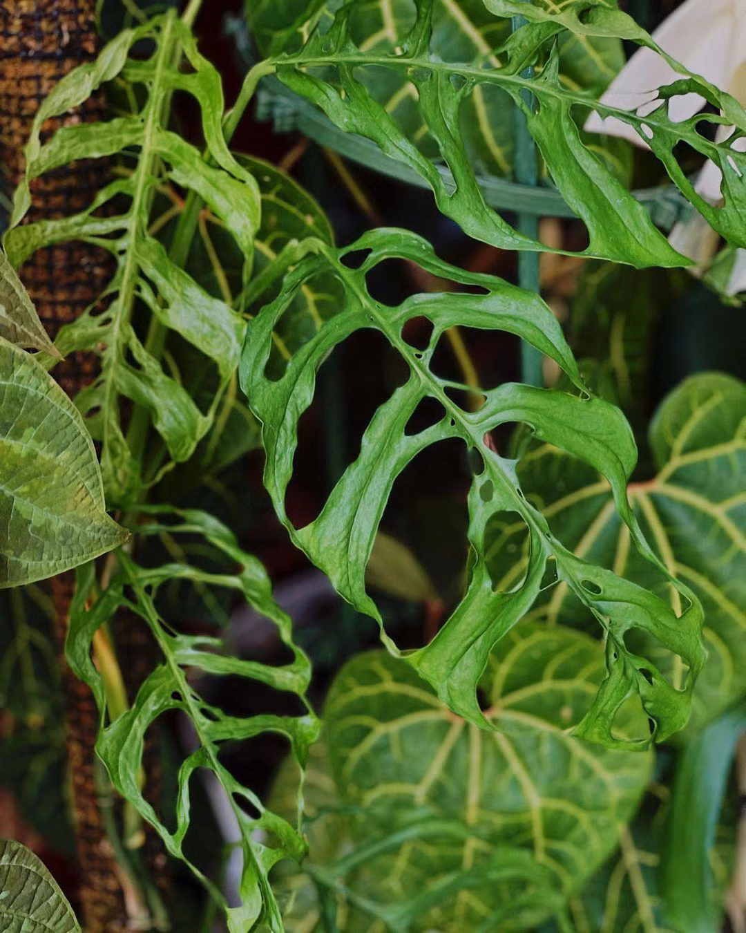 Nhung loai cay trong trong nha tuy be nhung co gia ca ty dong-Hinh-5