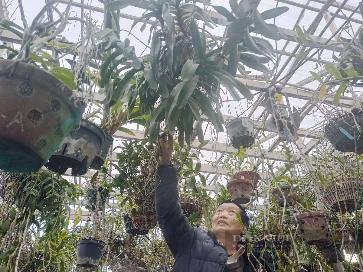 Ông Trần Duy Quý chăm sóc vườn hoa lan đột biến của gia đình trên sân thượng tại đường Phạm Văn Đồng, quận Bắc Từ Liêm, TP Hà Nội. Vườn lan của gia đình ông Quý phần lớn là các giống hoa lan rừng.