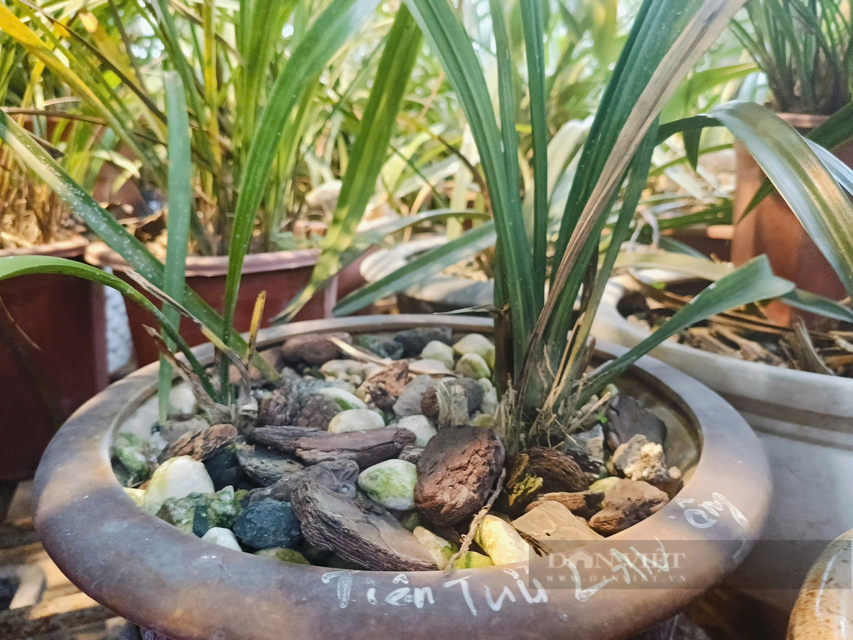 Một chậu lan rừng quý hiếm (dòng hoa lan bản địa) được ông Quý trồng để làm thuốc chữa bệnh thận.