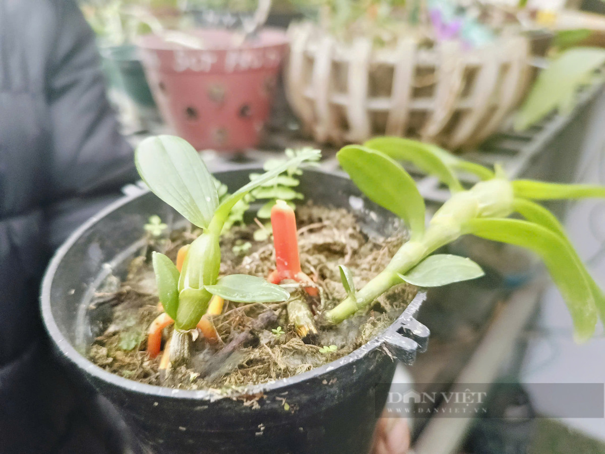 Giò lan đột biến mang tên Đại Cát của ông Quý đã có khách đặt với giá 10 triệu đồng/cm. "Trước kia trong "cơn sốt" lan đột biến, dòng lan đột biến này có giá trị lên đến vài chục tỷ đồng nhưng nay chỉ còn khoảng gần 100 triệu đồng/giò, tùy số lượng mắt", ông Quý tiết lộ.