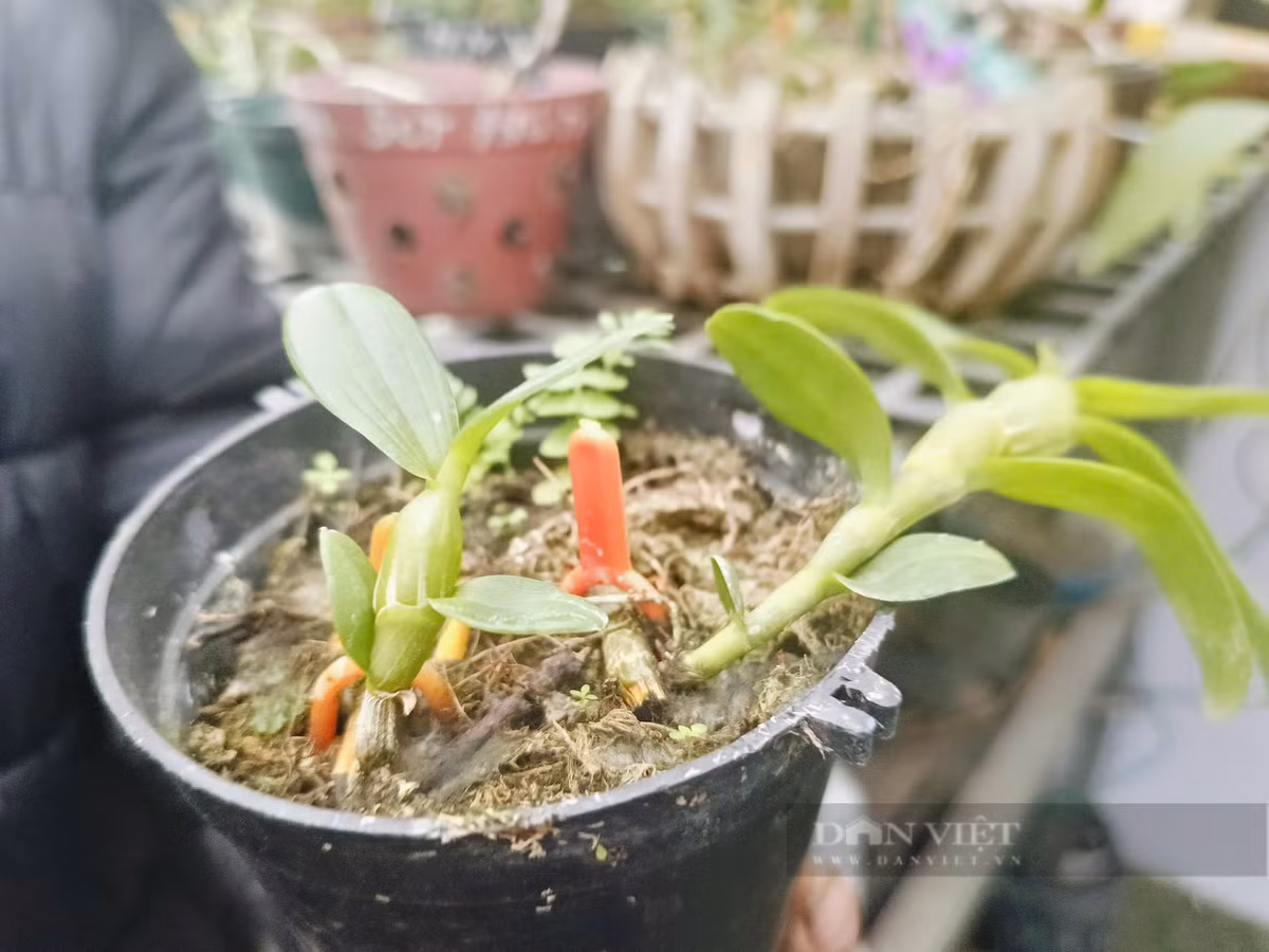 Giò lan đột biến mang tên Đại Cát của ông Quý đã có khách đặt với giá 10 triệu đồng/cm. "Trước kia trong "cơn sốt" lan đột biến, dòng lan đột biến này có giá trị lên đến vài chục tỷ đồng nhưng nay chỉ còn khoảng gần 100 triệu đồng/giò, tùy số lượng mắt", ông Quý tiết lộ.