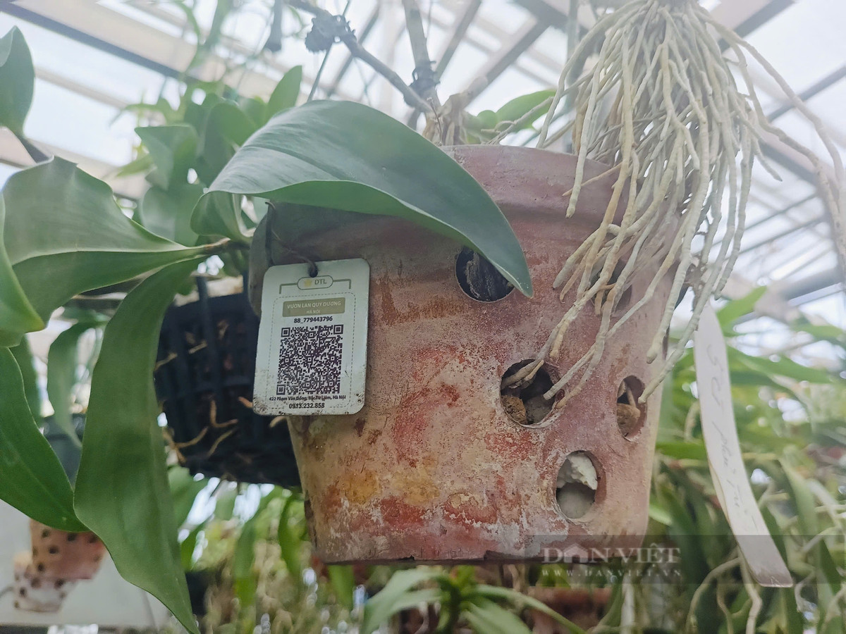 Ông Quý làm mã quét QR cho các giò hoa lan giúp khách hàng có thể dễ dàng truy xuất được nguồn gốc, quá trình chăm sóc.