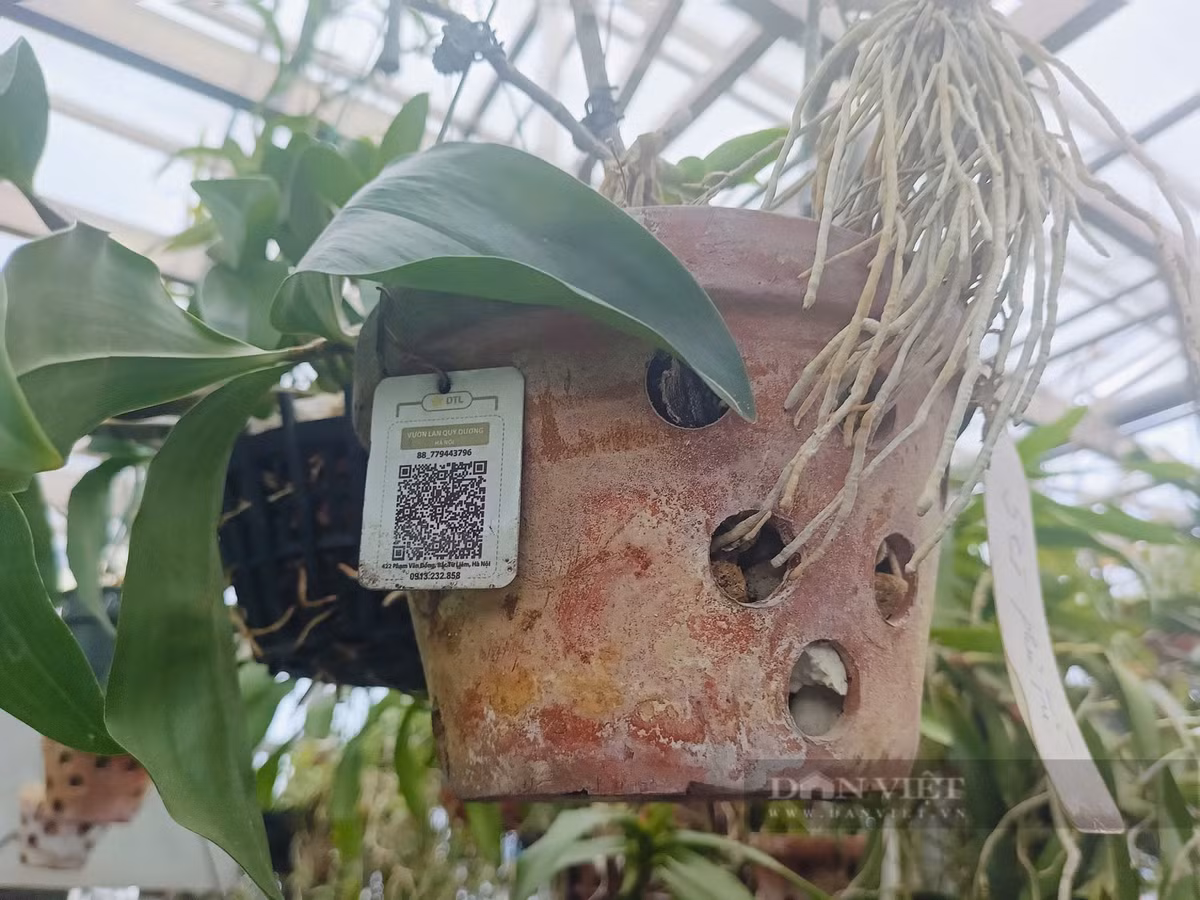 Ông Quý làm mã quét QR cho các giò hoa lan giúp khách hàng có thể dễ dàng truy xuất được nguồn gốc, quá trình chăm sóc.
