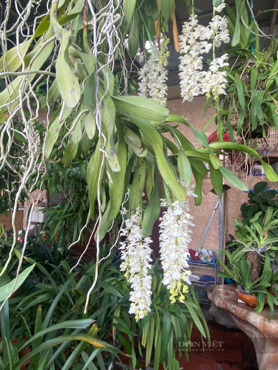 Theo ông Quý, khi xây dựng nhà trên phố Phạm Văn Đồng, gia đình ông dành 2 tầng trên cùng để xây dưng vườn lan đột biến. Sau hàng chục năm bảo tồn, nhân giống, đến nay nhà vườn đã có hàng trăm loại hoa lan rừng, trong đó có dòng lan đột biến có giá lên đến cả trăm triệu đồng/giò.