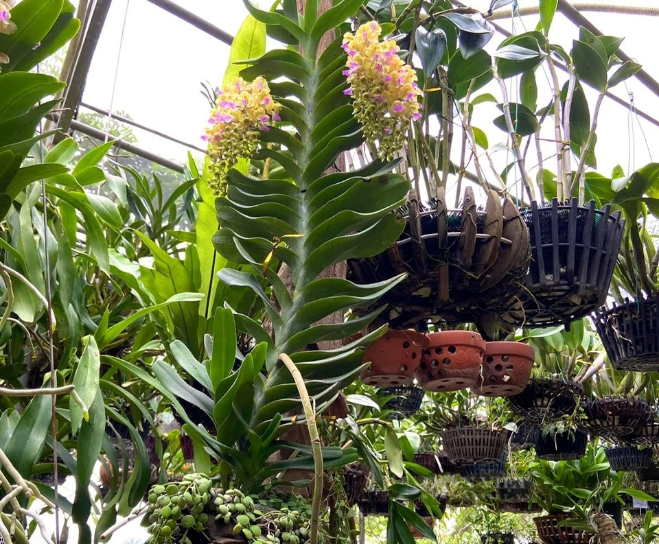 Vườn lan đột biến của gia đình ông Quý có nhiều giò lan rừng đang cho hoa rất rực rỡ.